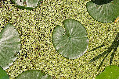 研究显示每个人心中的最佳怀旧主机是10岁玩的那一款